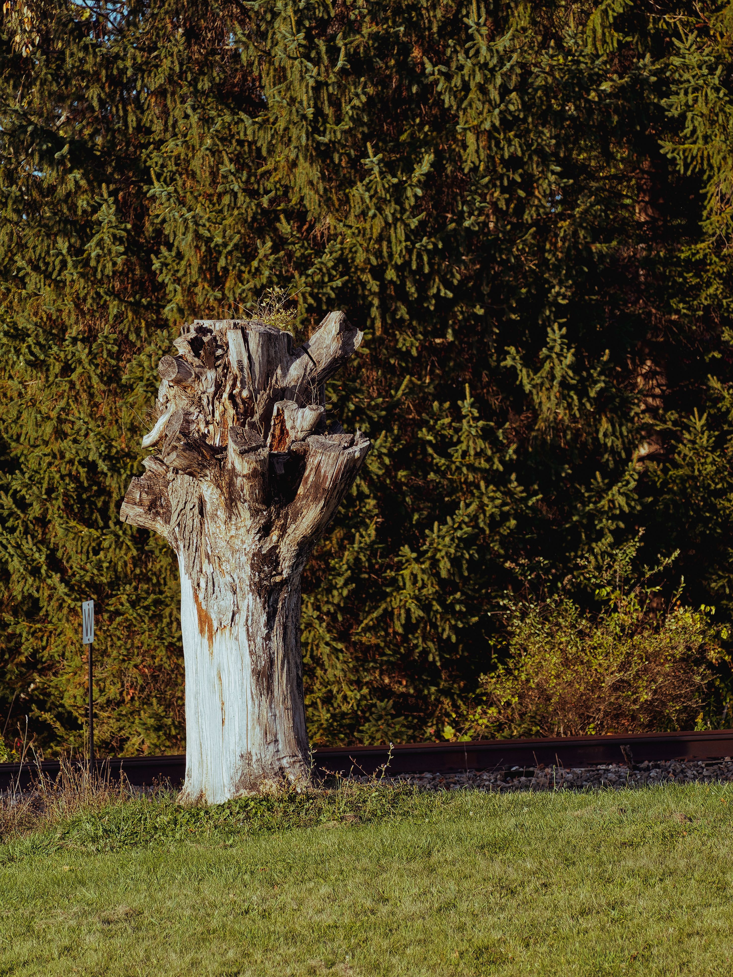 Vertical shot of a weathered, heavily decayed tree stump standing on a sunlit grass lawn, its upper section split into jagged, splintered remains and its lower trunk painted white. Railroad tracks run behind it in the middle ground, with a dense wall of dark green spruce trees filling the background.