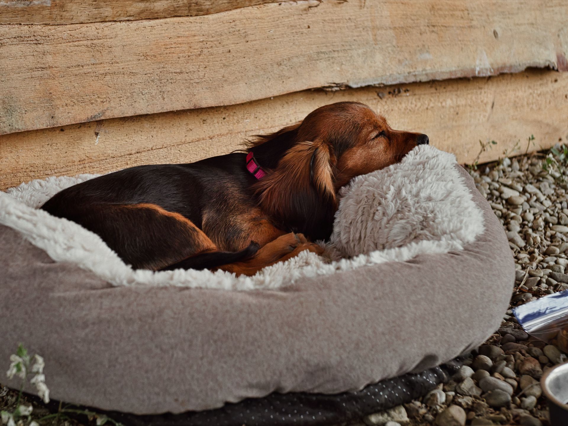A black-and-tan dog with a pink collar curled up asleep in a round gray fleece dog bed, head resting on the plush bolster rim, positioned against a weathered wooden wall on a bed of small pebbles.