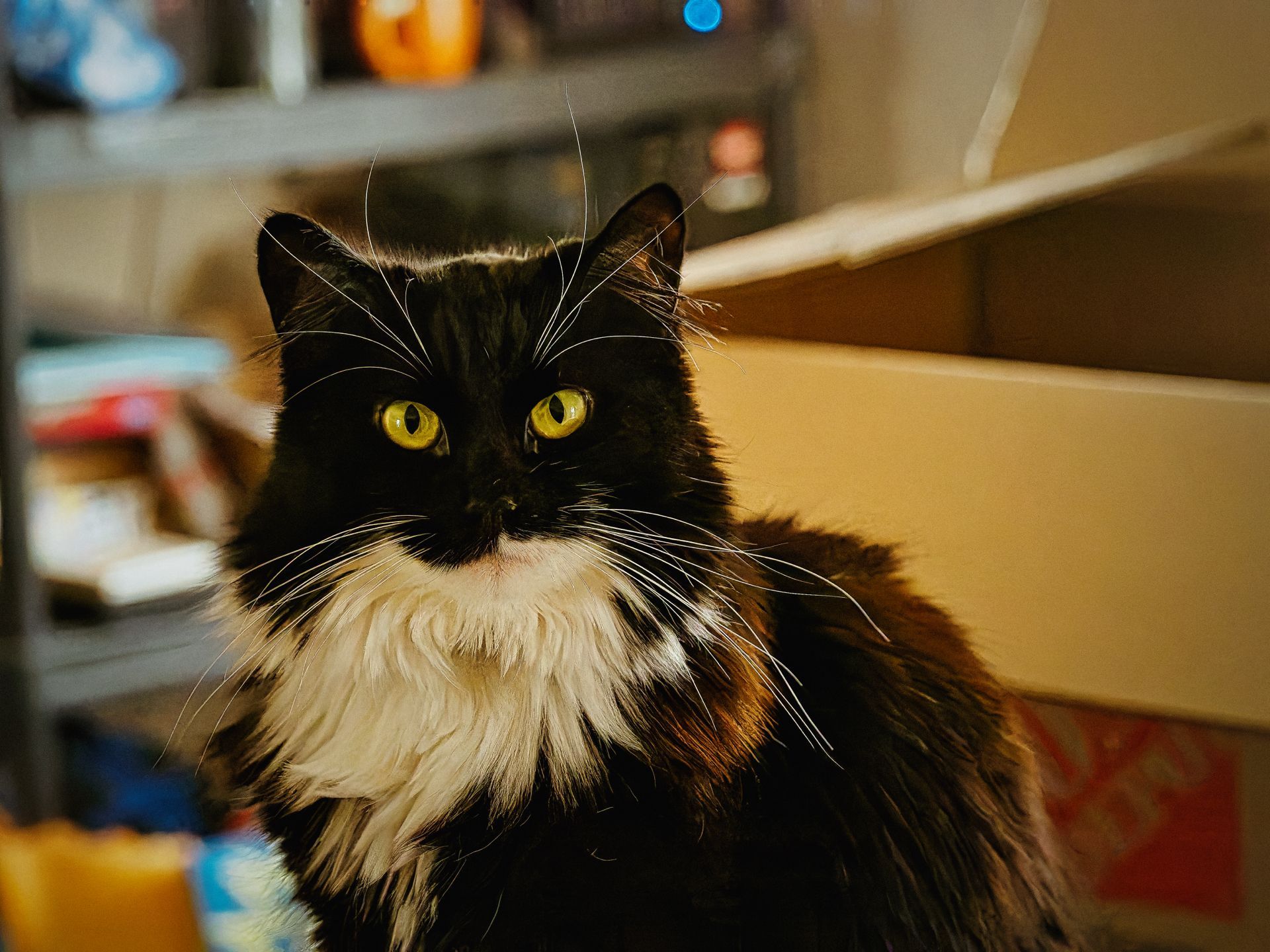 Long-haired tuxedo cat with vivid yellow-green eyes and a full cream-white chest ruff staring directly into the camera, seated in front of an open cardboard box. Cluttered shelving blurs softly in the shallow-depth background.