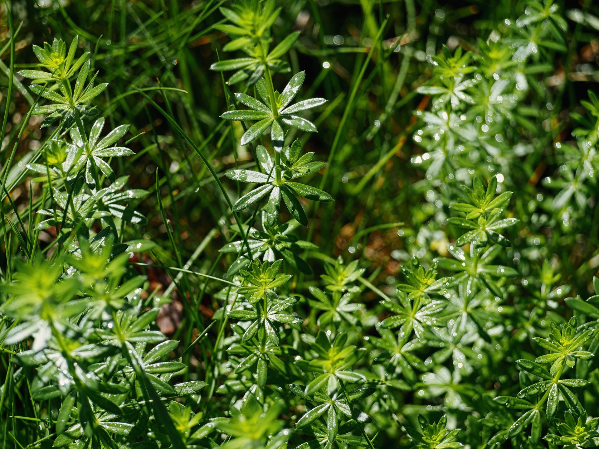 Dense cluster of cleavers or similar whorled-leaf plants, their star-shaped leaf arrangements beaded with water droplets that catch the light, filling the entire frame in layered shades of deep and bright green, with bokeh from the droplets glowing softly across the blurred background.