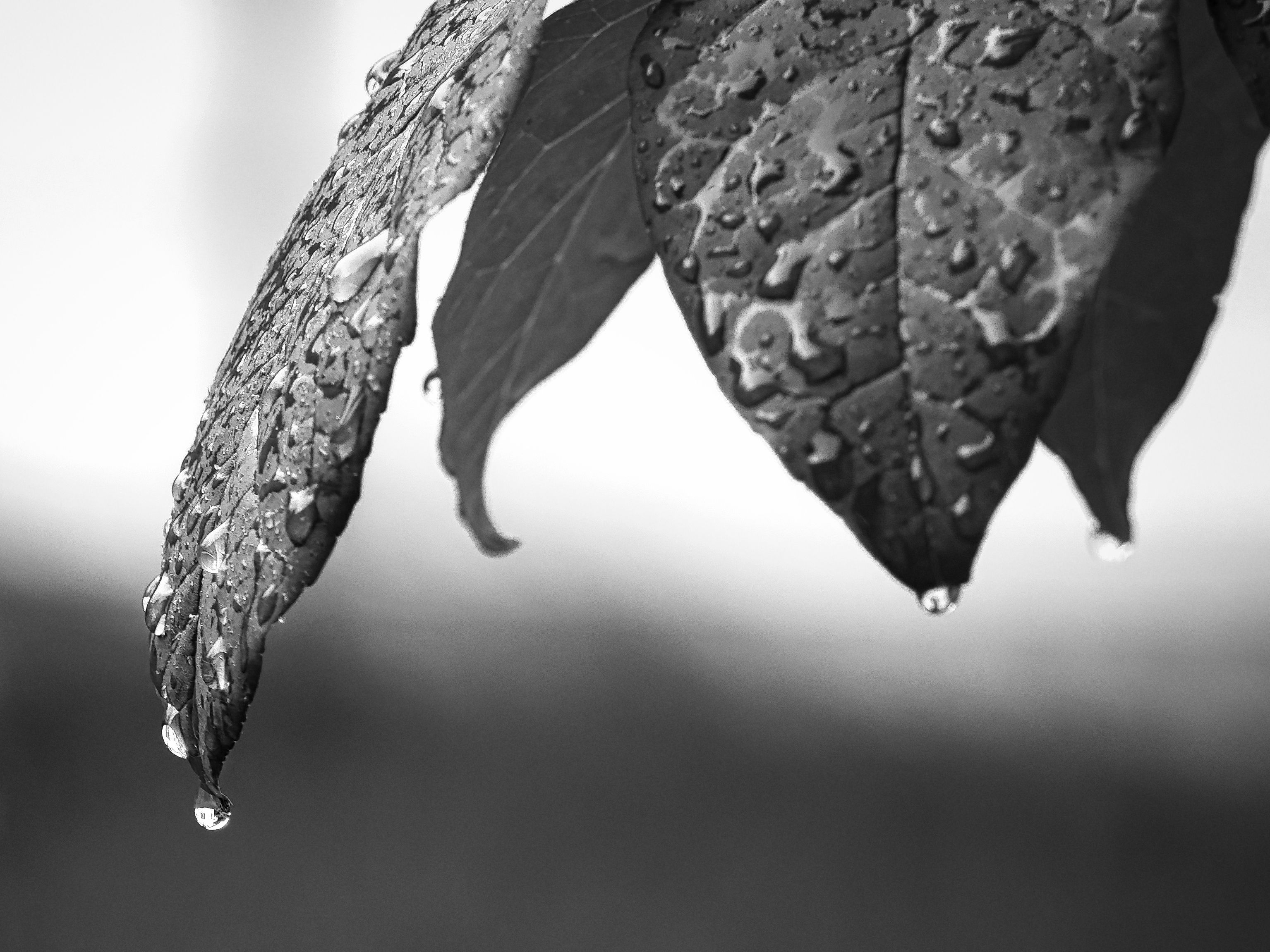 Black-and-white close-up of rain-drenched leaves clustered together, their surfaces heavy with pooled water droplets. A single elongated leaf curves downward on the left, a perfect pendant drop hanging from its tip, while a second drop clings to the tip of a broader leaf at right — both suspended mid-drip against a softly blurred background.