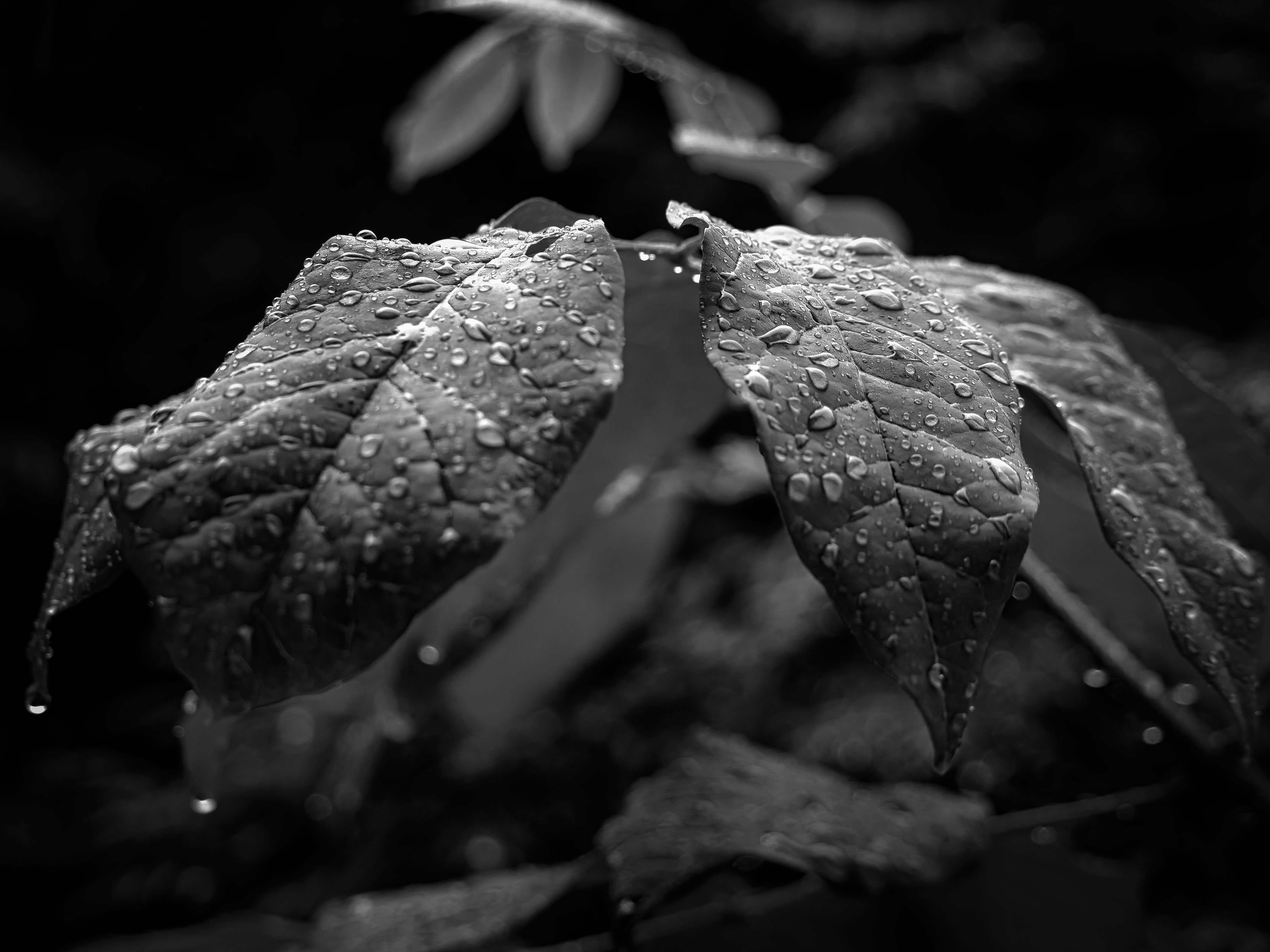 Black-and-white close-up of two broad, heavily veined leaves covered in dense water droplets, a single drop hanging from the curled lower-left edge. Additional foliage blurs softly in the shallow depth of the background against a near-black surround.