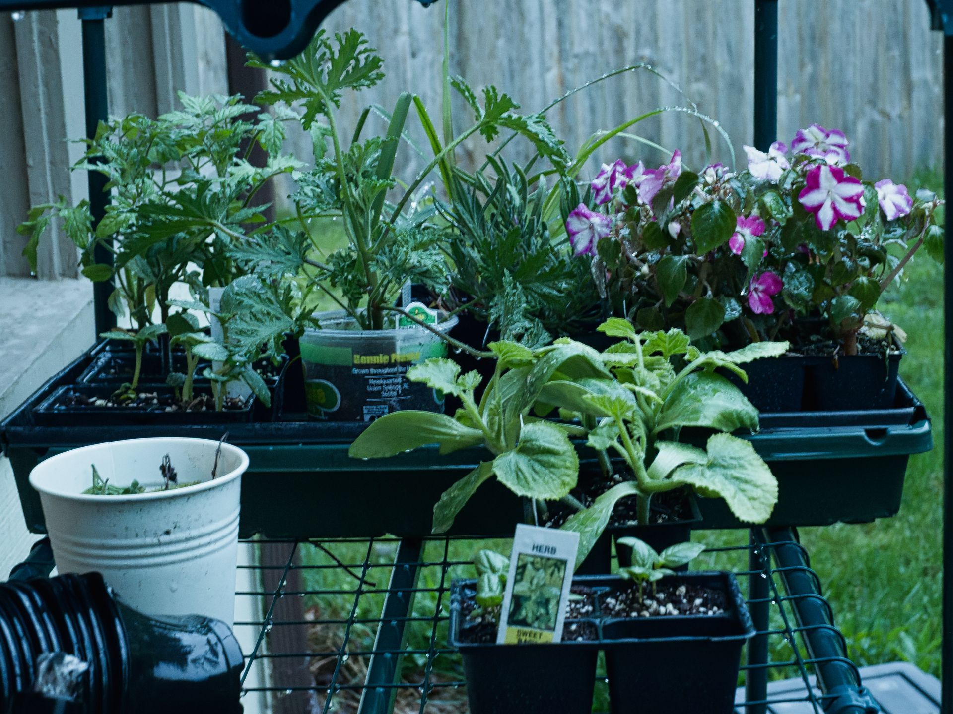 A dark green wire garden cart holds an assortment of seedlings and young plants in black nursery trays — feathery-leaved herbs, tall grass-like shoots, and a flat of purple-and-white petunias blooming on the right. A white ceramic pot sits on the lower shelf to the left, and a small black tray with a seed packet labeled "HERB / SWEET" rests near the front. A Bonnie Plants label is visible among the seedlings in the back center, and the whole scene sits on a patio against a weathered wood fence with a grass lawn in the background.
