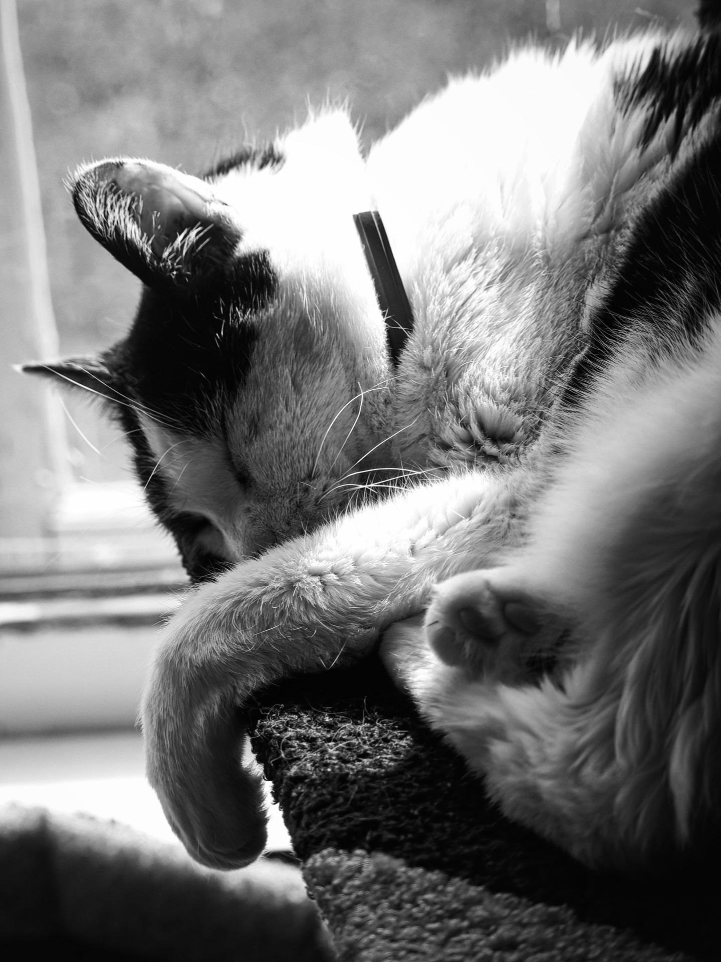 Black-and-white vertical shot of a tuxedo cat sleeping deeply on a cat tree perch near a window, head tilted back and face buried into its own tucked paw, whiskers splayed outward, a collar just visible at the neck, with soft window light blown out in the background.
