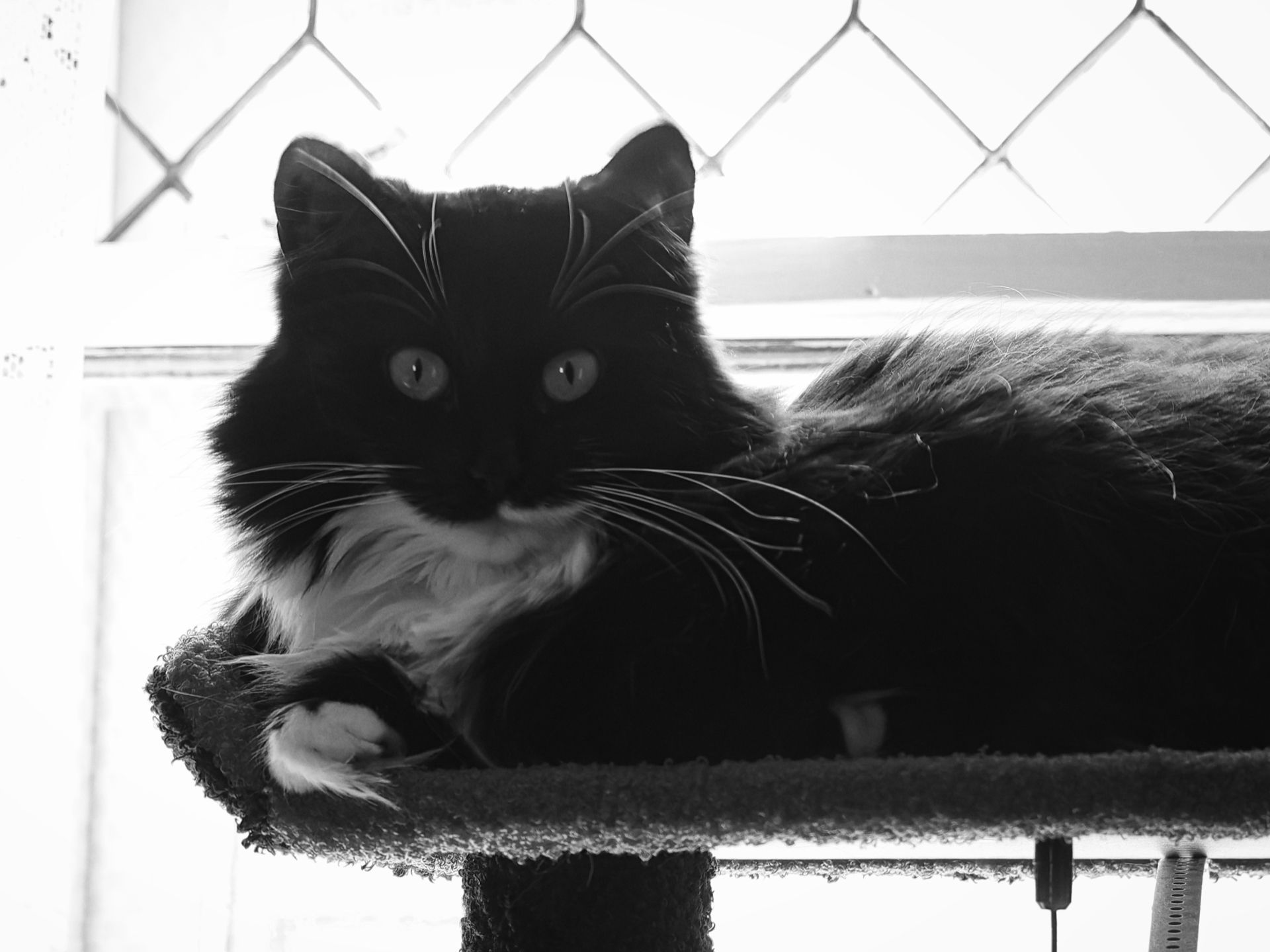 Black-and-white shot of a long-haired tuxedo cat loafed on a carpeted cat tree platform, white chest and paws tucked neatly in front, gazing directly into the camera with wide, alert eyes. A diamond-patterned leaded insert and a bright window fill the background behind it.