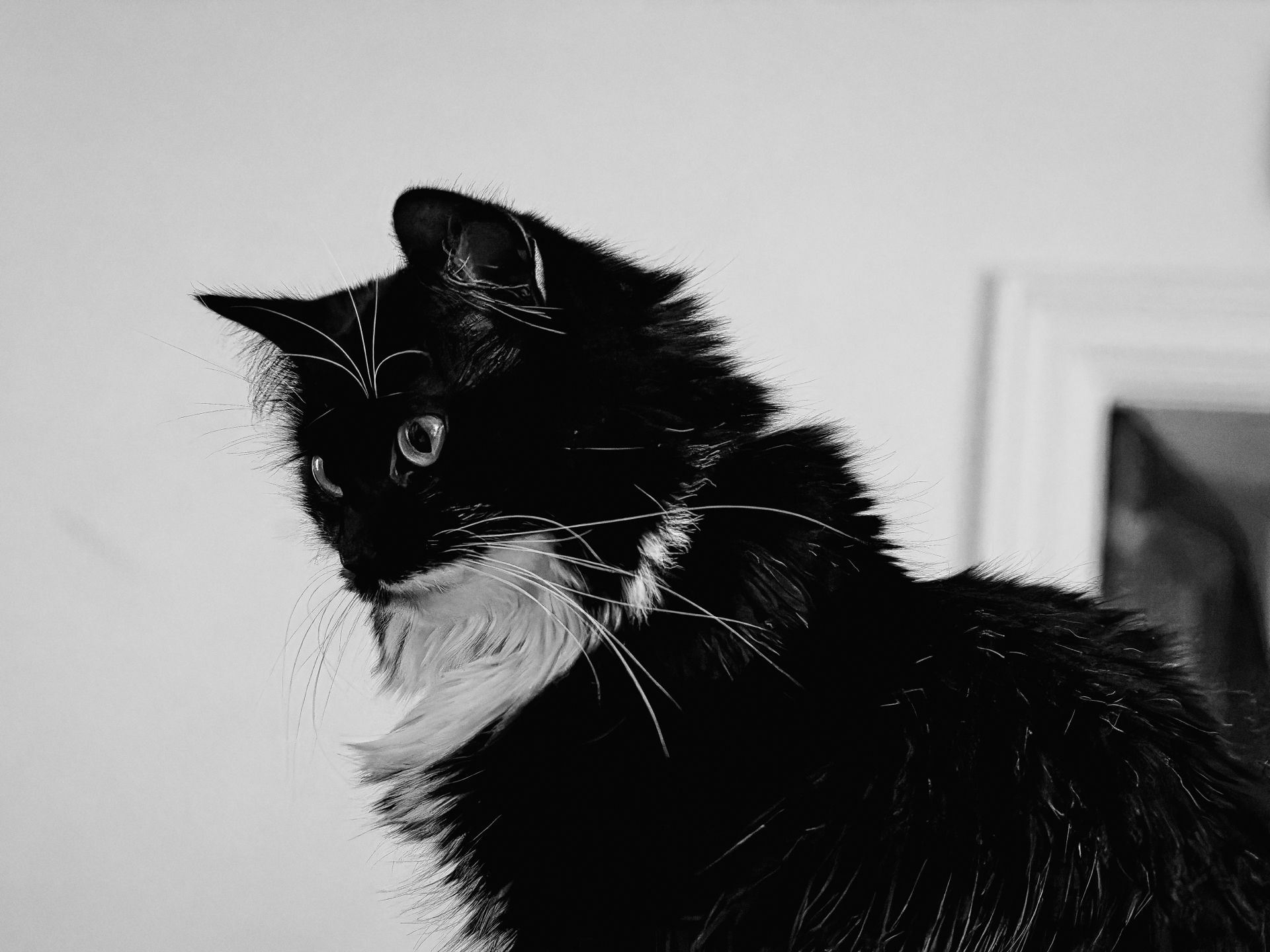 Black-and-white portrait of a long-haired tuxedo cat in profile, gazing left with alert, wide eyes, its white chest ruff and long whiskers standing out sharply against the dark fur and a pale, softly blurred background.