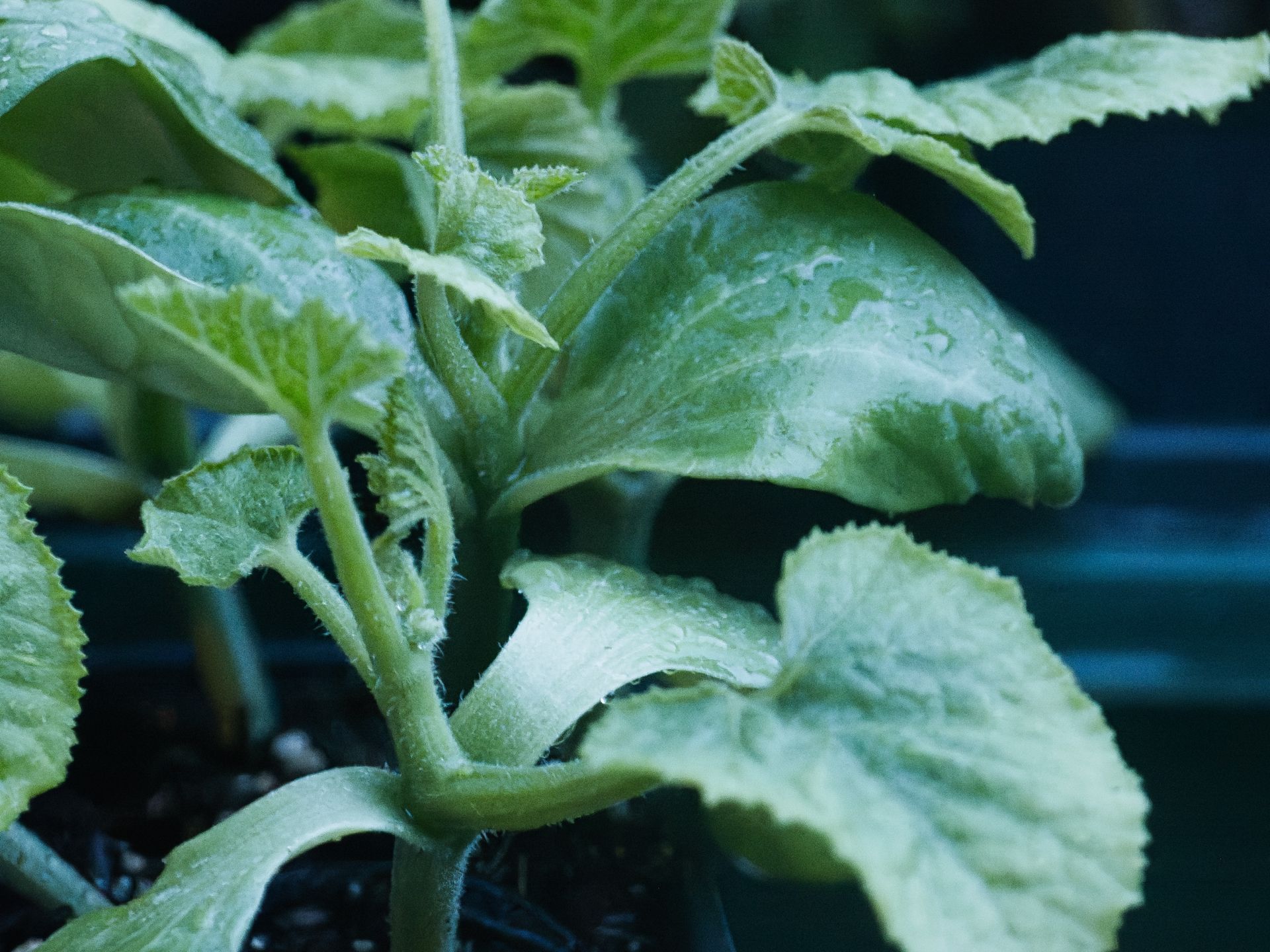 Close-up of a young zucchini seedling with broad, serrated, slightly fuzzy leaves dotted with water droplets, its pale green central stem branching outward from dark soil in a container, with a deep teal-blue planter blurred in the shallow depth of the background.