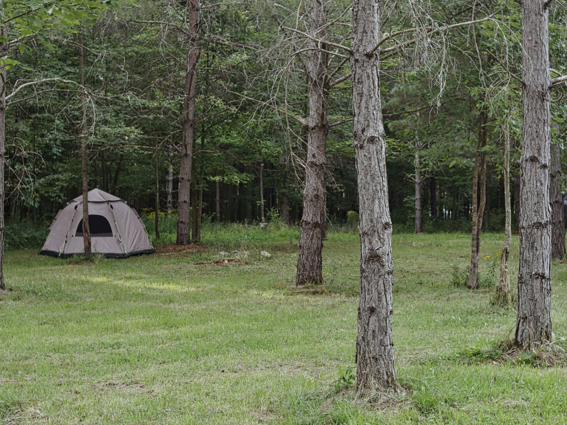 A tan dome tent sits tucked at the edge of a grassy forest clearing to the left, its door open, framed by tall, bare-trunked trees in the foreground and a dense wall of green foliage behind.