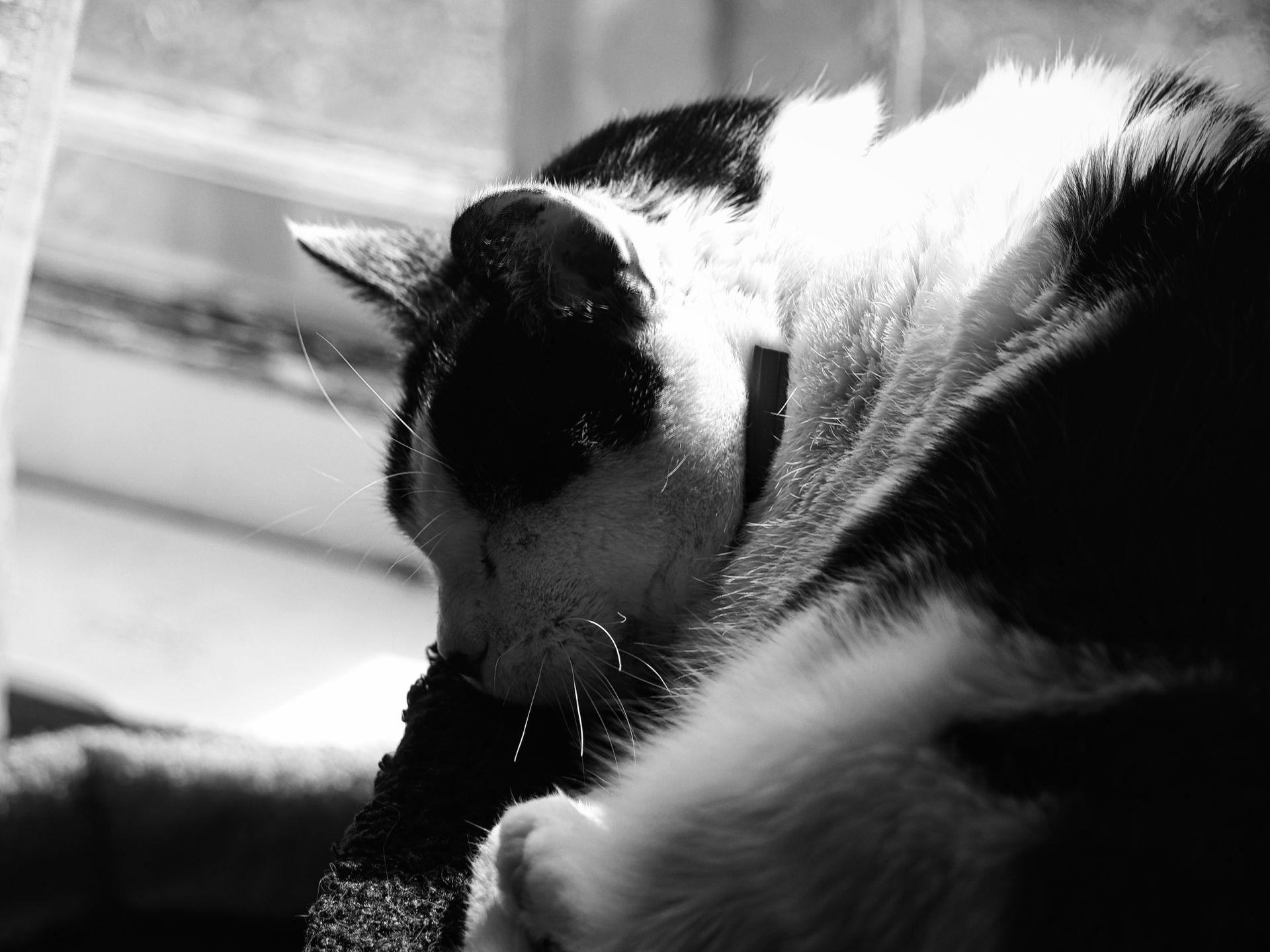 Black-and-white close-up of a tuxedo cat curled into itself, face tucked down toward dozing, strong side lighting from a window in the blurred background catching the white fur and long whiskers in sharp relief.