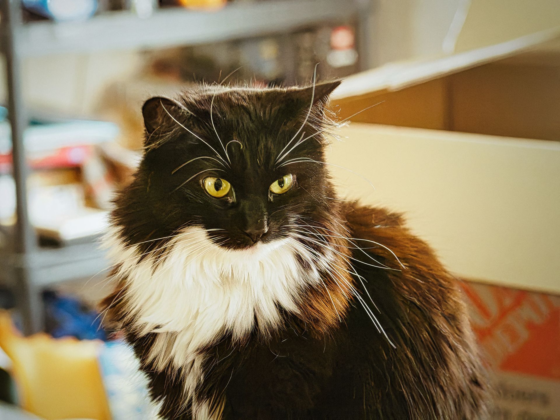 Long-haired tuxedo cat with piercing yellow-green eyes and an extravagant white chest ruff stares directly into the camera with an air of mild disdain, surrounded by cardboard boxes and cluttered shelving blurred in the shallow background.