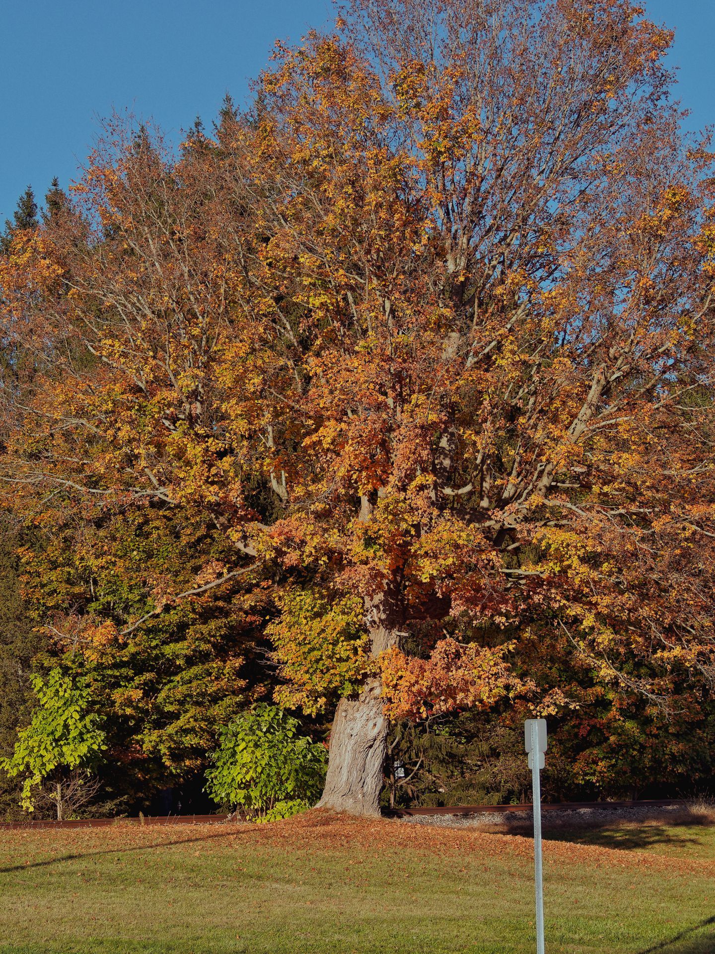Vertical shot of a massive, ancient-trunked deciduous tree in peak autumn color — its canopy spanning nearly the full width of the frame in burnt orange, rust, and gold — set against a clear deep-blue sky, with evergreens and still-green shrubs visible behind it. A worn grass lawn spreads across the foreground, scattered with fallen leaves, and a metal signpost stands at the lower right edge of the frame.