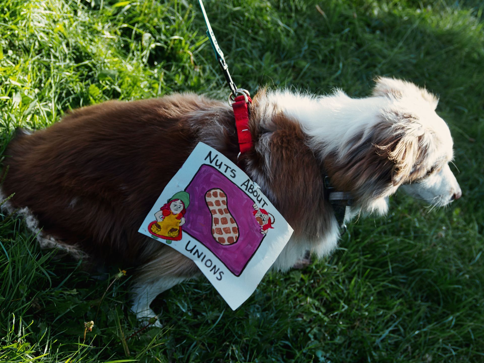 Fluffy brown-and-white dog on a red leash and collar, standing on bright green grass, wearing a hand-drawn sign that reads "NUTS ABOUT UNIONS" with an illustrated peanut on a purple background flanked by two small cartoon figures.