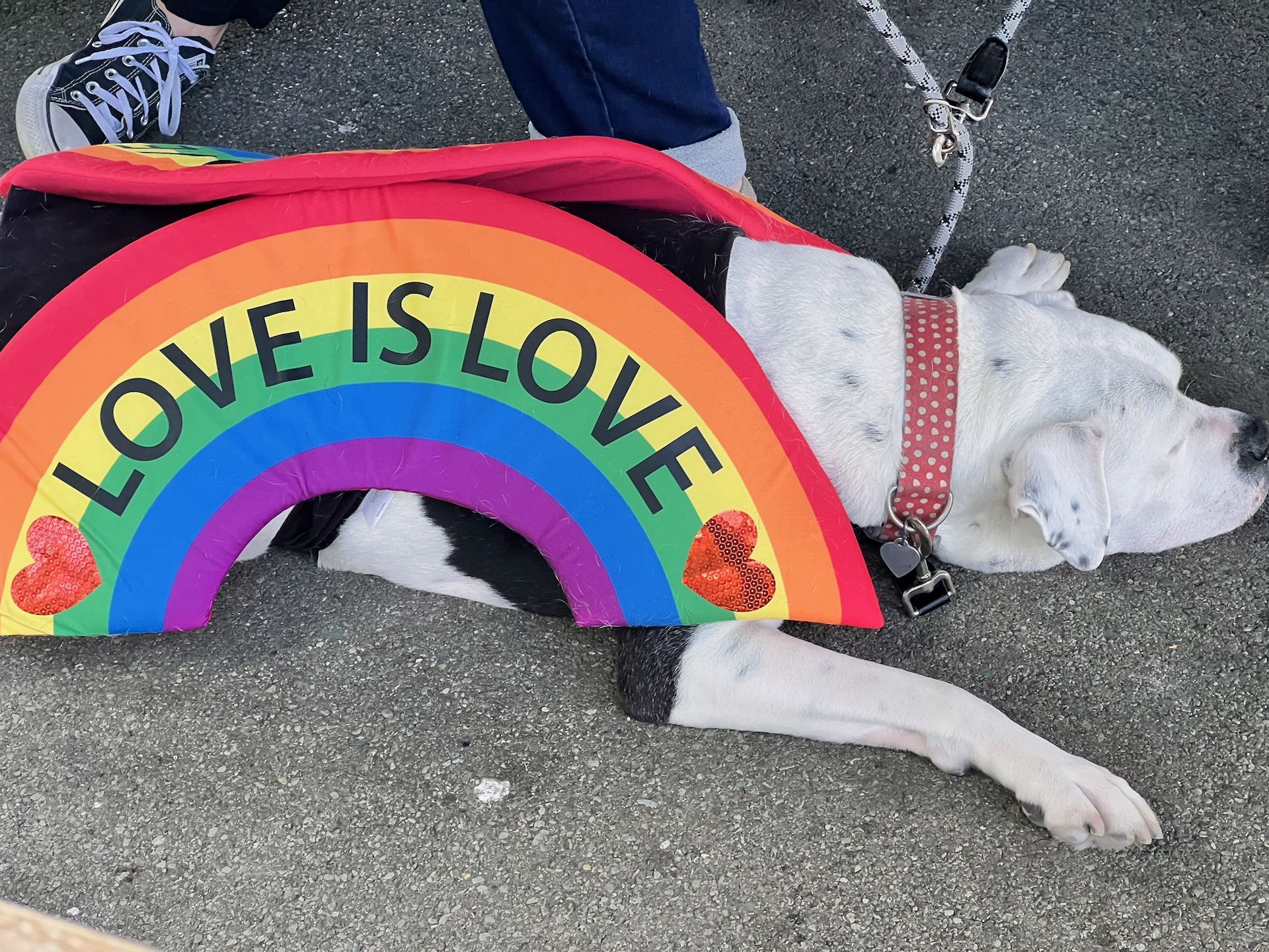 White and black dog lying on pavement, wearing a rainbow Pride costume printed with "LOVE IS LOVE" and two red sequined hearts, a red polka-dot collar around its neck and a rope leash to the right. A person's legs and grey Converse sneakers are visible at the top of the frame.