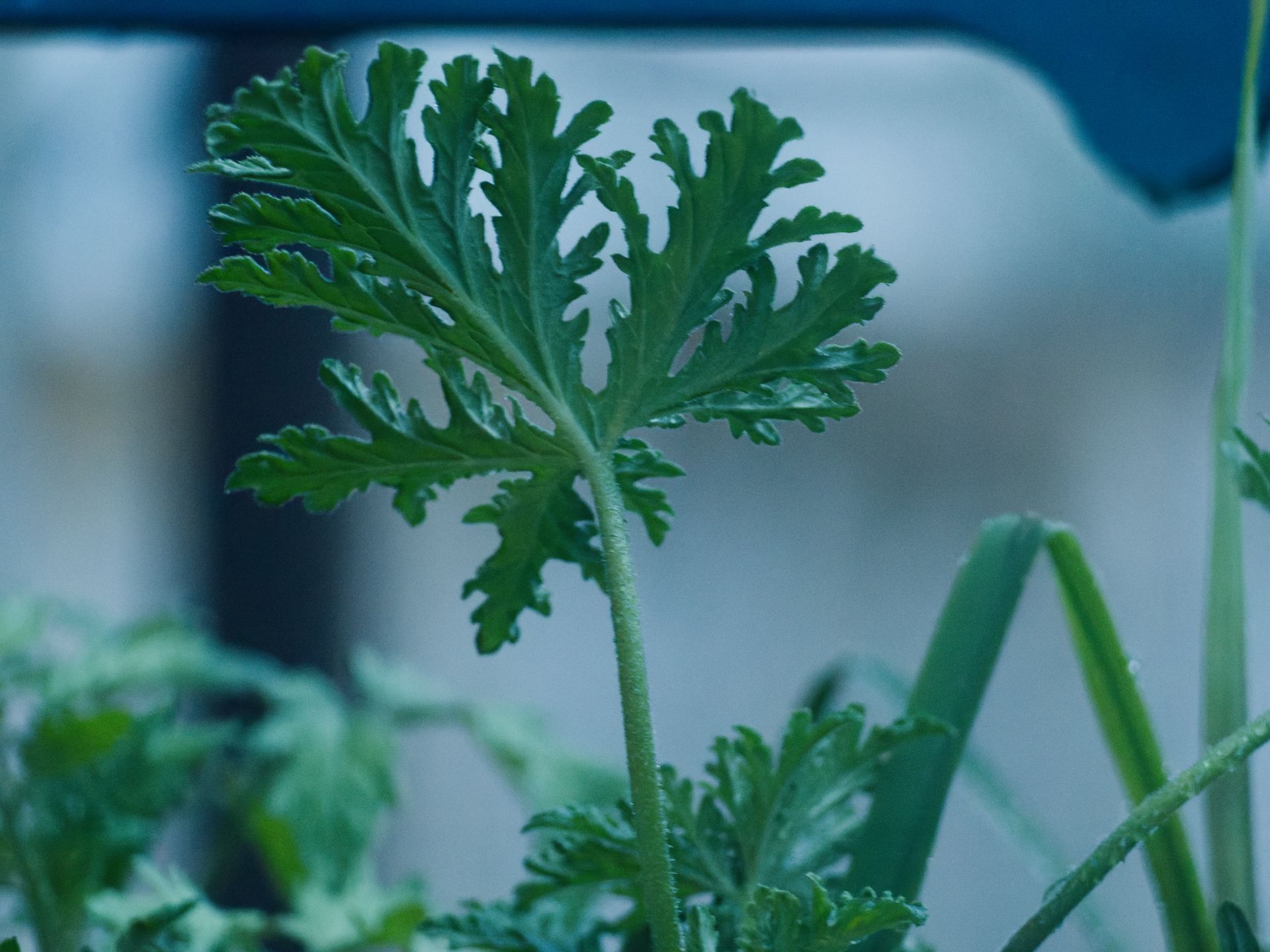 A single deeply lobed herb leaf — likely parsley or cilantro — rises on a slender, fine-haired stem in sharp focus at center, while surrounding foliage and thin green chive stems blur into the cool blue-tinted background.