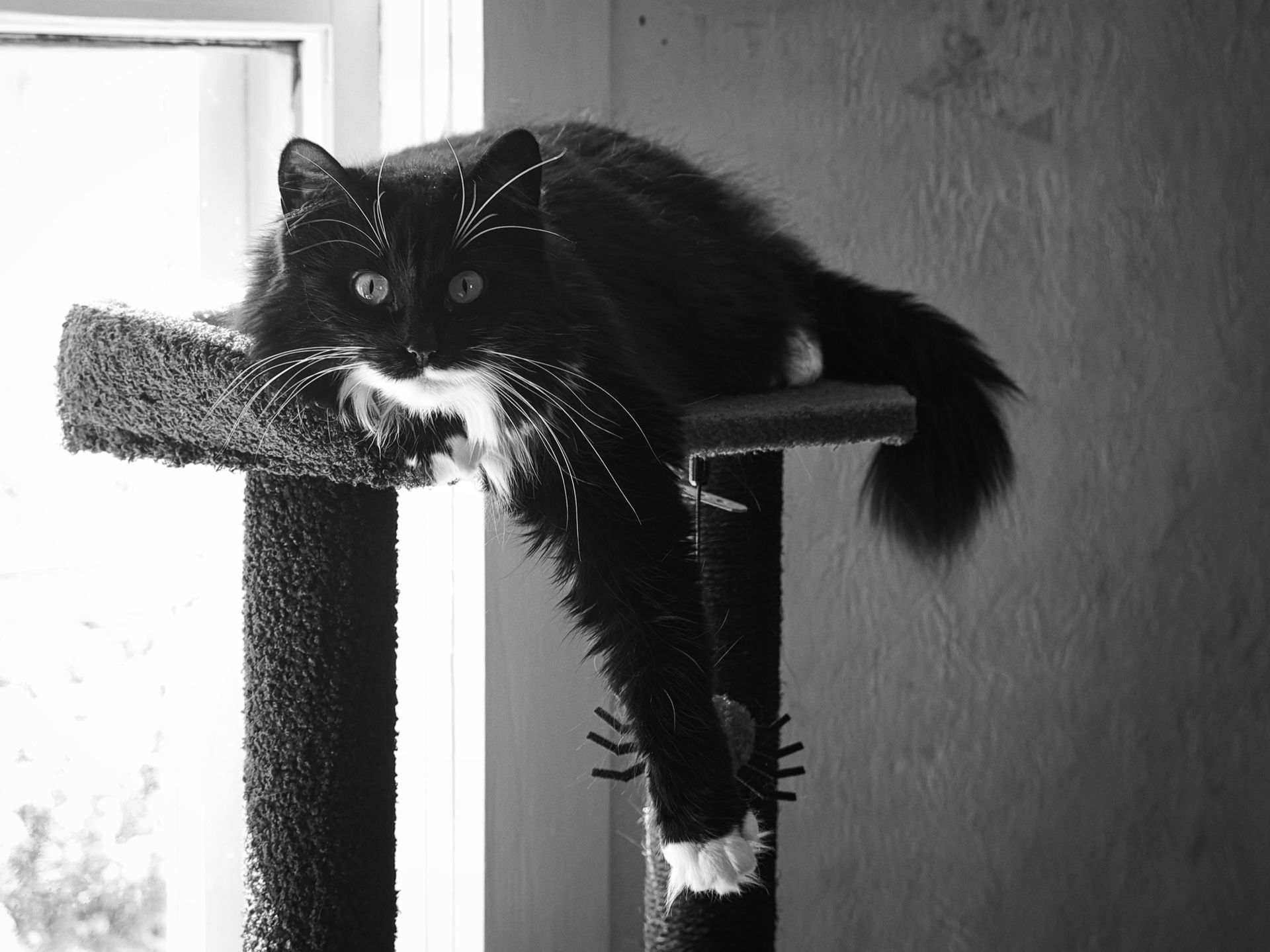 Black-and-white shot of a long-haired tuxedo cat draped lazily across the top platform of a carpeted cat tree, its body spilling over both sides, tail hanging off the right edge and white-tipped paws dangling below. It gazes directly into the camera with calm, wide eyes, backlit by a bright window on the left against a textured wall behind.