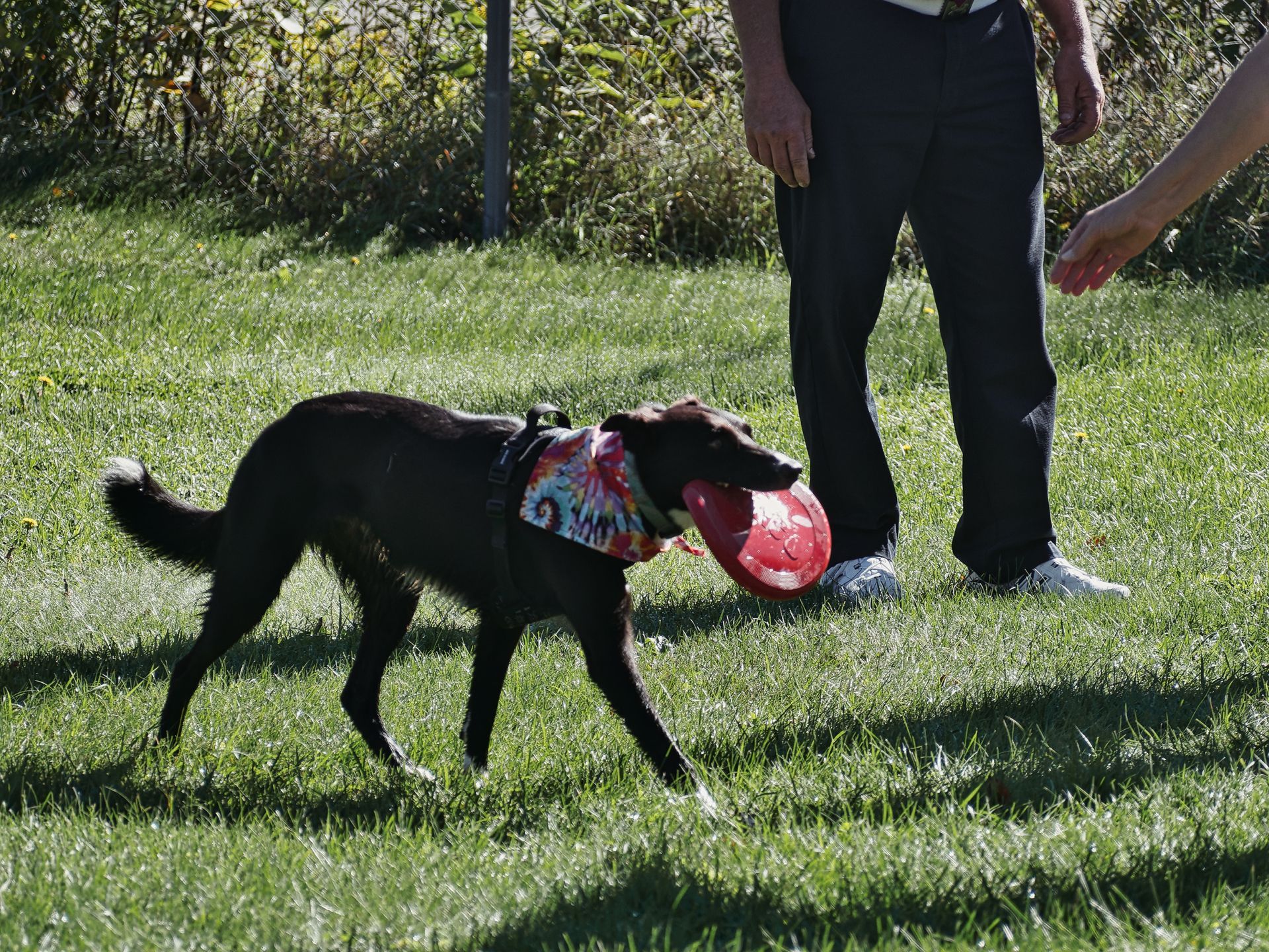 Dark brown dog wearing a tie-dye bandana trots across a sunny grass yard with a red frisbee clamped in its mouth, tail raised, moving toward a person in dark pants whose legs are visible from the waist down in the right foreground.