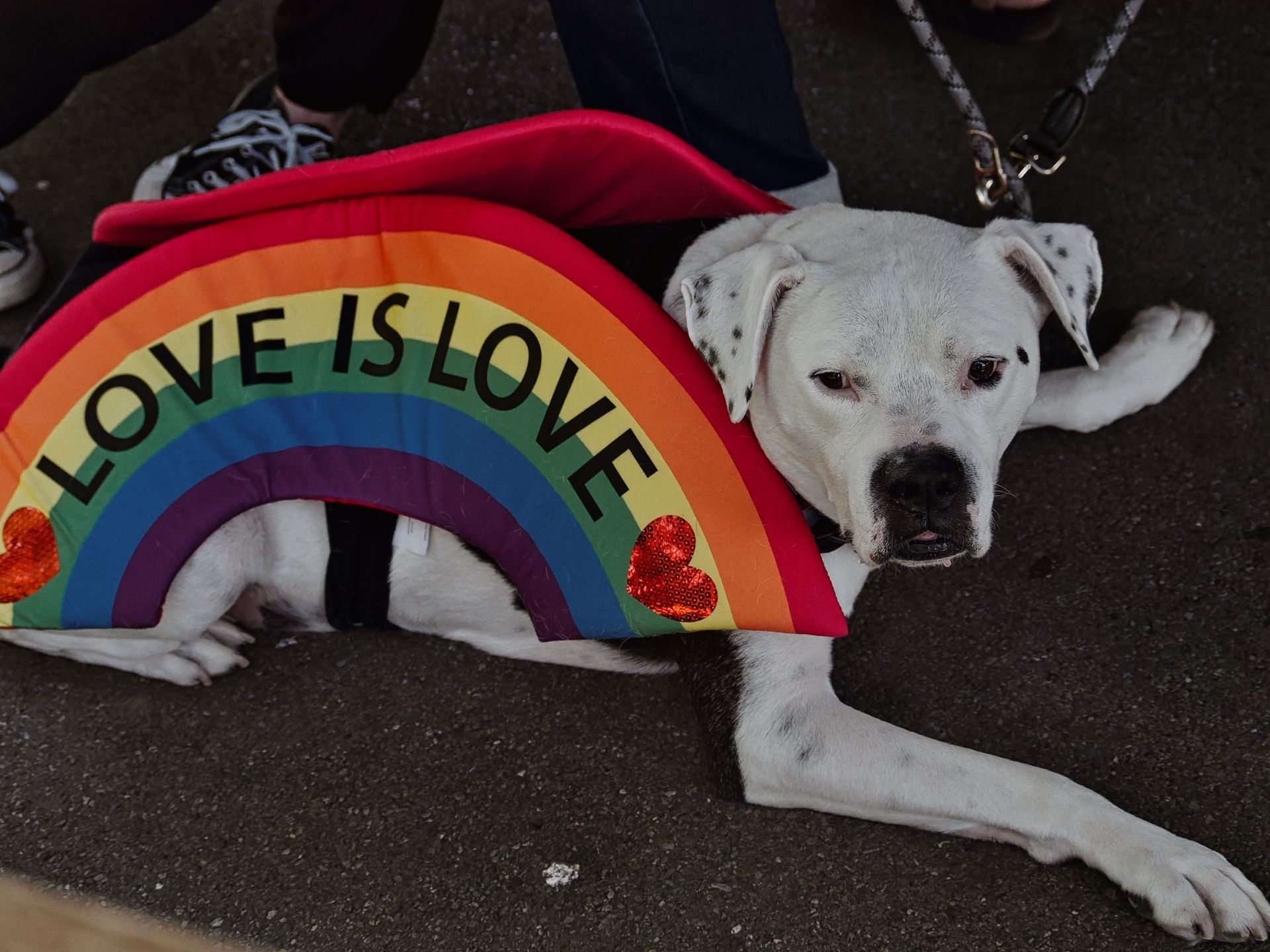 White and black-spotted dog lying on pavement wearing a rainbow Pride costume printed with "LOVE IS LOVE" and two red sequined hearts, attached to a leash held by someone in the background whose legs and Converse sneakers are partially visible.