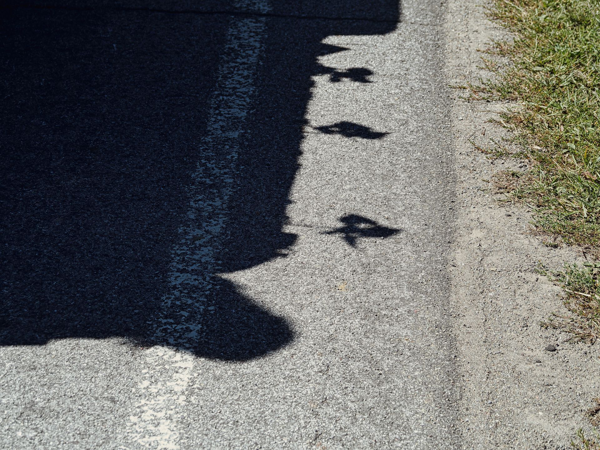 The shadow of a leafy tree or shrub falls sharply across the edge of a paved road, its jagged silhouette spilling over a painted white line onto a gravel shoulder. Sparse dry grass lines the far right edge of the frame.
