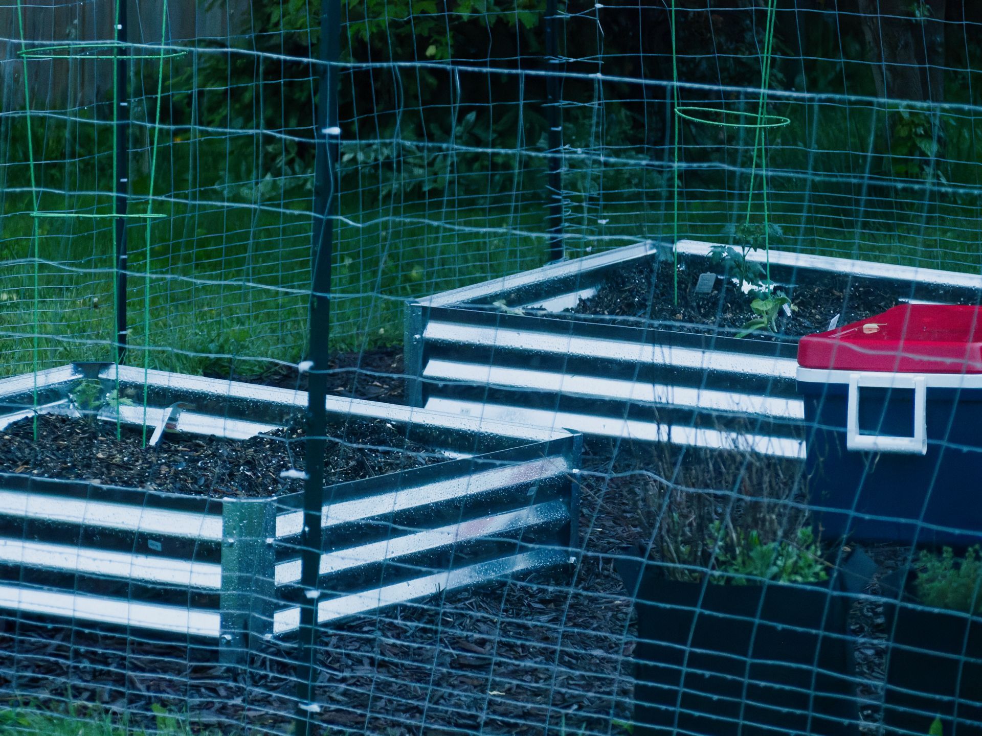 Two corrugated metal raised garden beds filled with dark soil, viewed through a green mesh netting enclosure at dusk, giving the scene a cool blue cast. The far bed holds small tomato seedlings with wire supports, and a red-lidded storage bin sits at the right edge; the nearer bed appears freshly planted with mulch surrounding both.